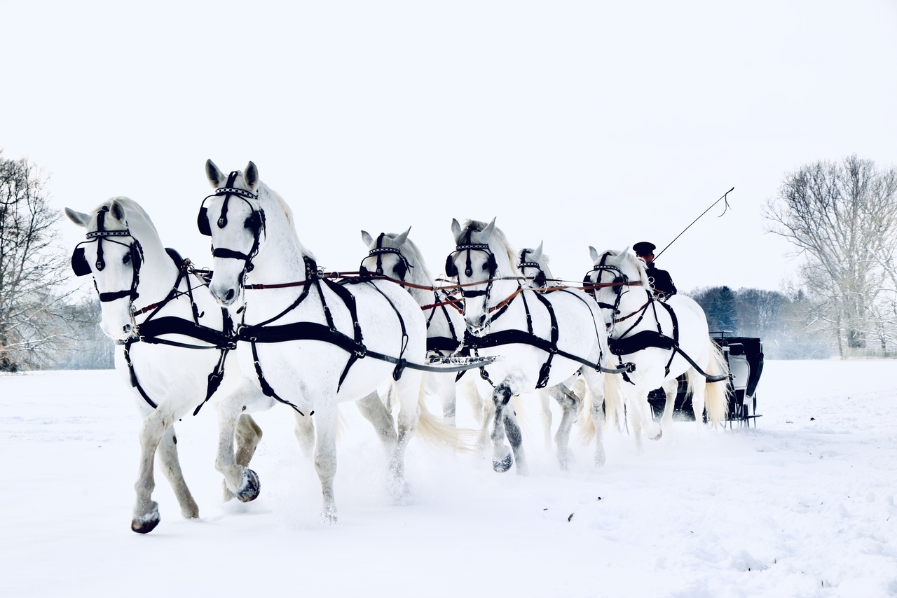 V pololetí koně letí