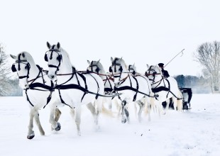 Jarní prázdniny v národním hřebčínu
